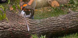  , USA Tree Care Pros